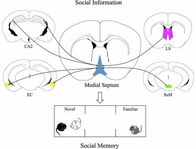 Medial septum: relevance for social memory